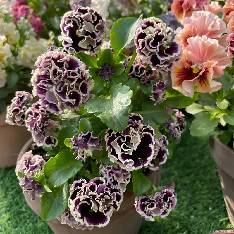 Befristetes Angebot: 56 % Rabatt🚨Gemischte Stiefmütterchensamen