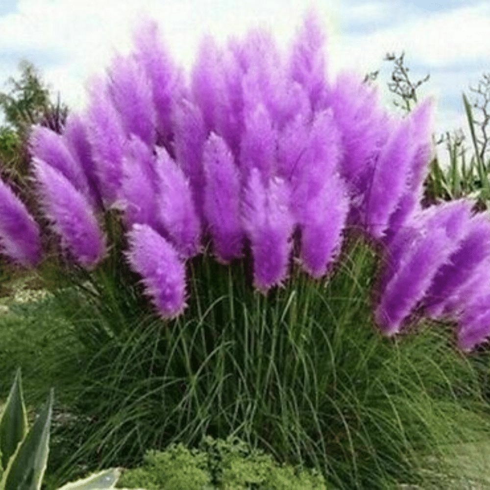 Englischer Feder-Pampasgrassamen, mehrjähriges Vanille-Pampasgras, winterhartes Ziergras