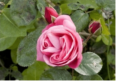 Kletterrose (Rosa), 50 Samen