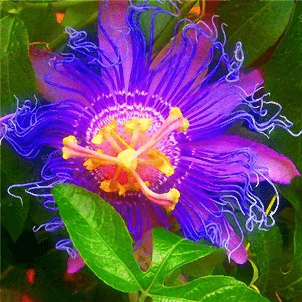 Passionsblumensamen Garten Seltene Passiflora Incarnata Obstpflanzen Samen