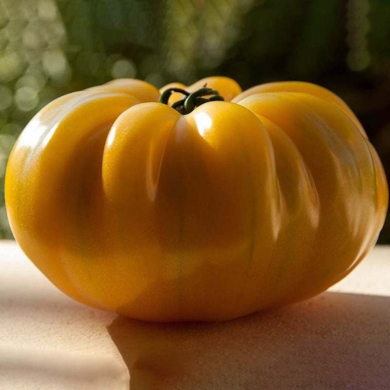 Old German Tomato Heirloom Seeds - B225