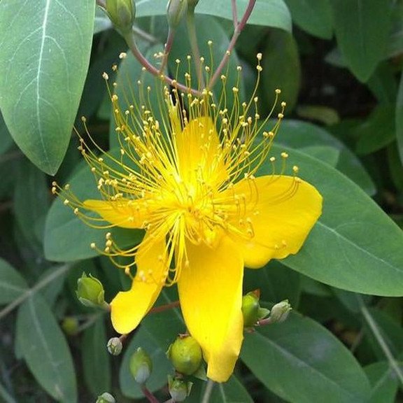 Yellow HypericumGelbe Hypericum-Blumensamen Flowers seeds