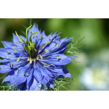 SCHWARZKÜMMEL 100 SAMEN