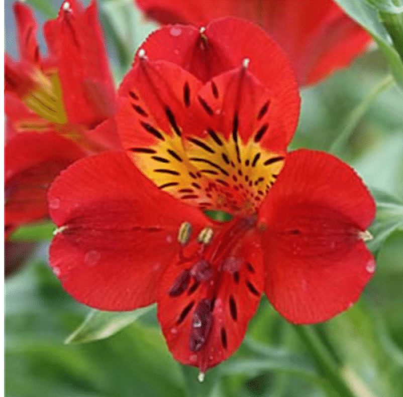 Alstroemeria Aurea Blumensamen