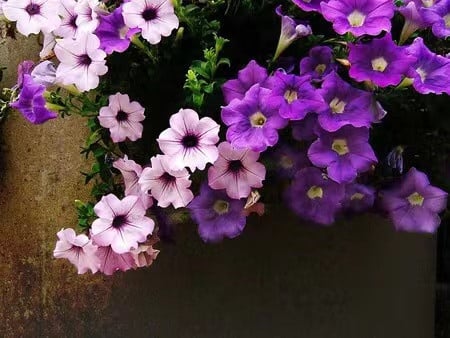 100 Stück hängende Petuniensamen im Topf, einfache Pflanzung, hängende Blumensamen