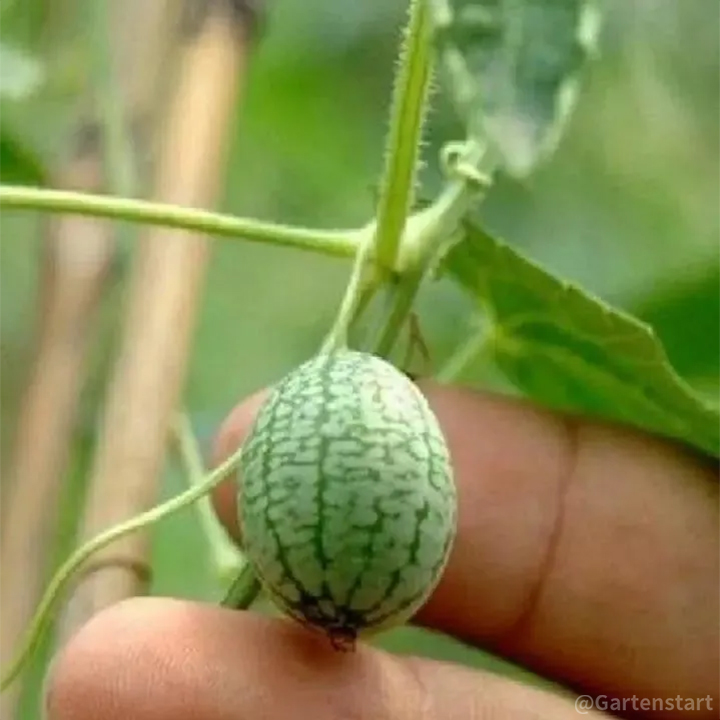 🍉Seltener Daumen-Wassermelonensamen🍉