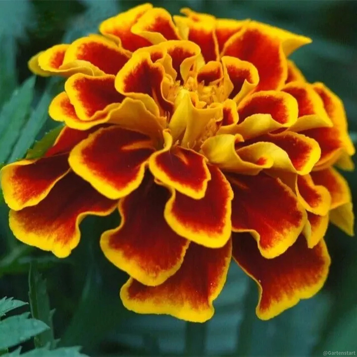 🔥Ringelblume🌺 - Allmächtige Blume - Beste Wünsche