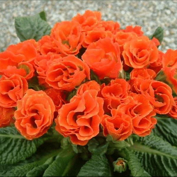 Orange Rosenprimelsamen