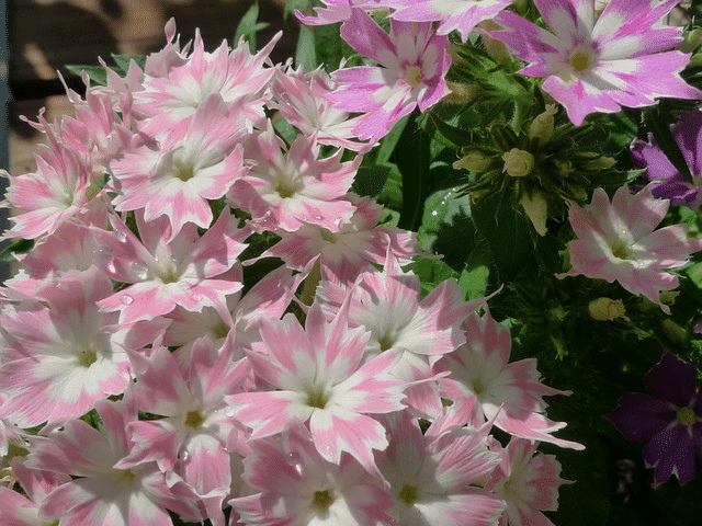 ROSE MIT AUGEN-PHLOX-SAMEN