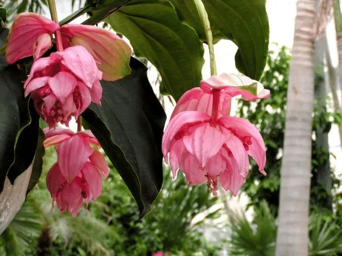 Medinilla Magnifica Blumensamen