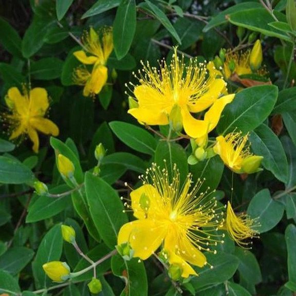 Yellow HypericumGelbe Hypericum-Blumensamen Flowers seeds