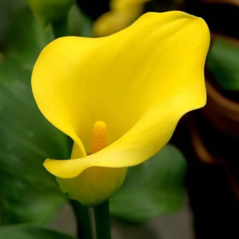 Egrow 50 Stück Calla-Liliensamen für den Garten, Balkon, im Topf, mehrjährige Blumensamen, Bonsai-Efeu-Blumen