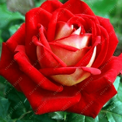 20 Stück/Beutel Seltene zweifarbige Rosenblütensamen