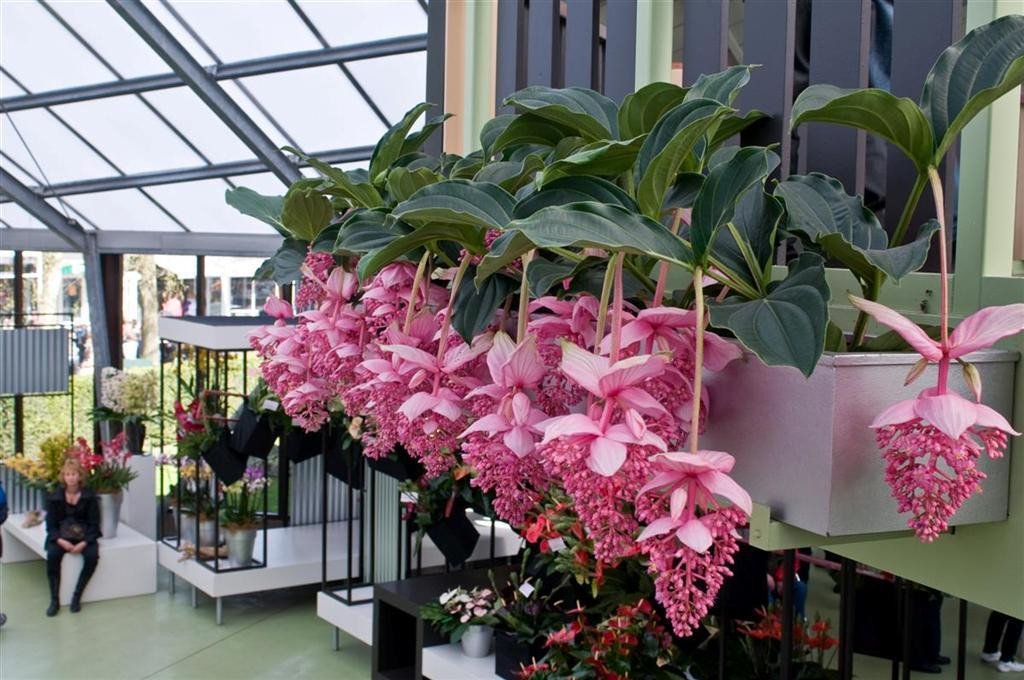 Medinilla Magnifica Blumensamen