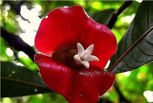 Rote Lippen Seltene Blumenpflanzensamen
