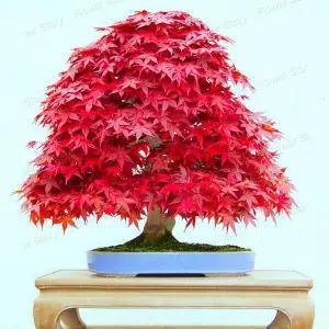 50 Stück rote Ahornsamen, Gartenbonsai, schöne Zimmerpflanze