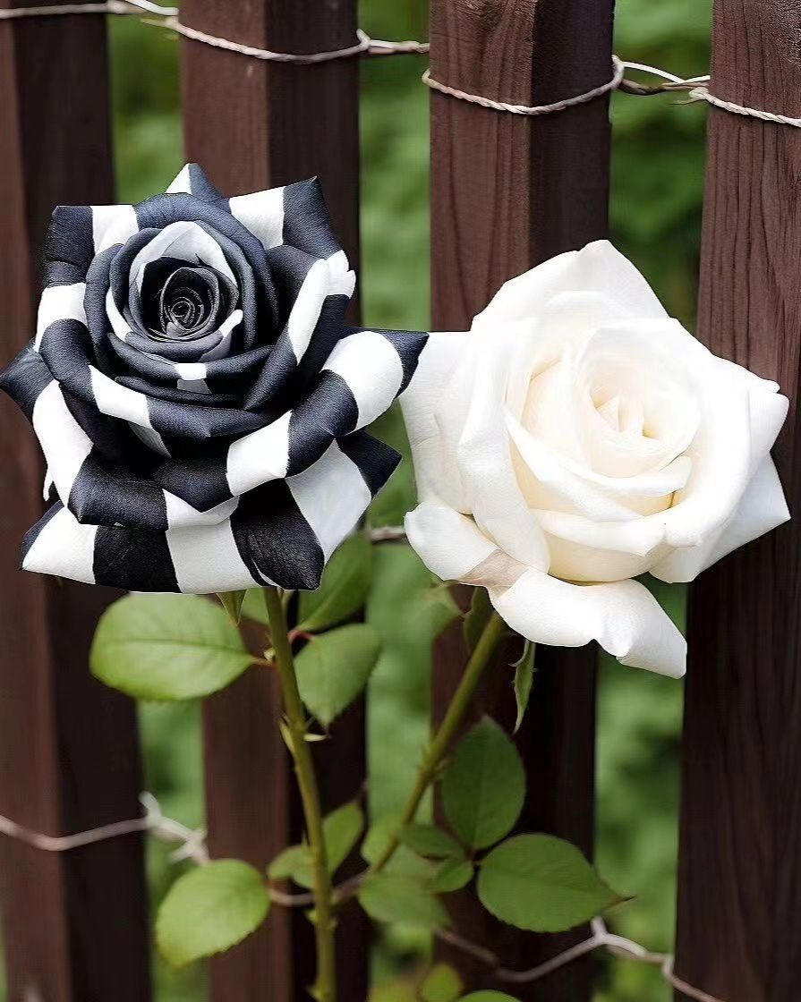 🤍Rare Black and White Twin Roses🖤