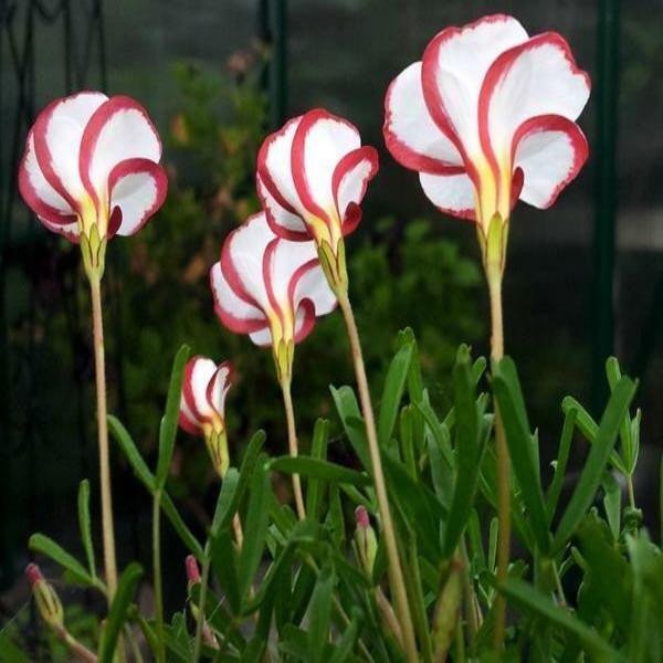 50 Stück Zuckerstangen-Sauerampfer-Oxalis-Versicolor-Samen, Gartenblumen