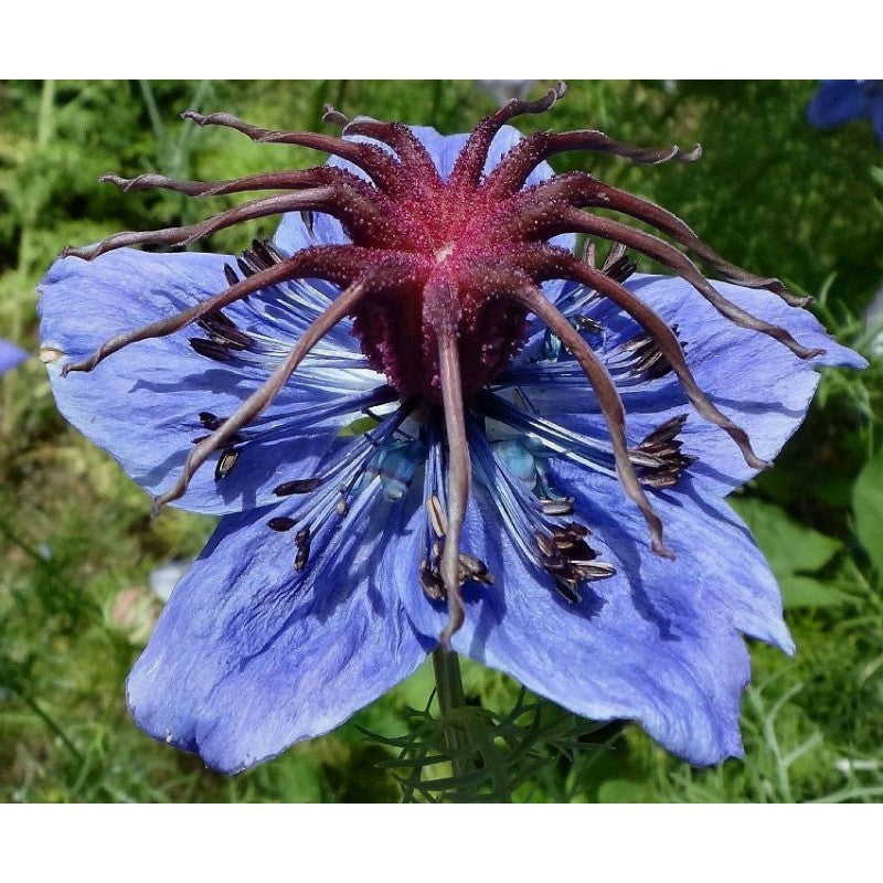 SCHWARZKÜMMEL 100 SAMEN