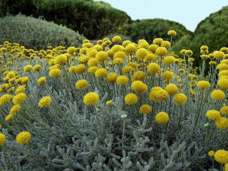 Craspedia-Blume – 100 Samen – gentechnikfrei