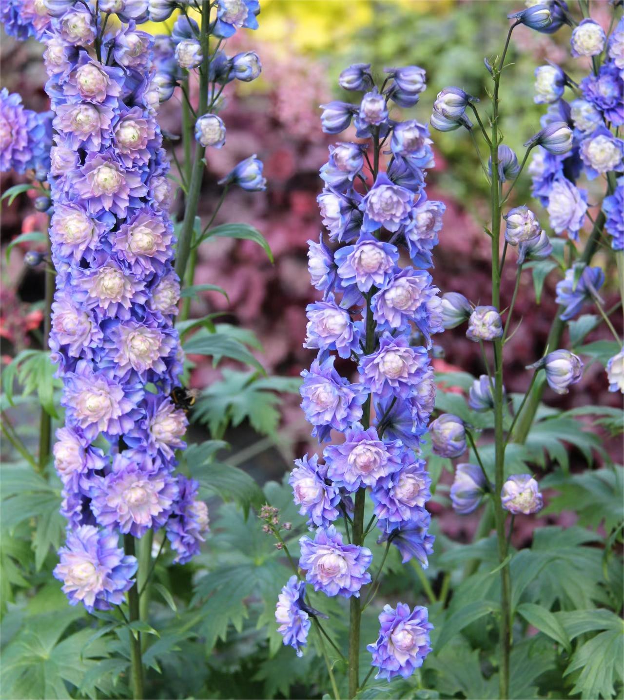 Delphinium Seeds🌸Suitable for autumn & winter