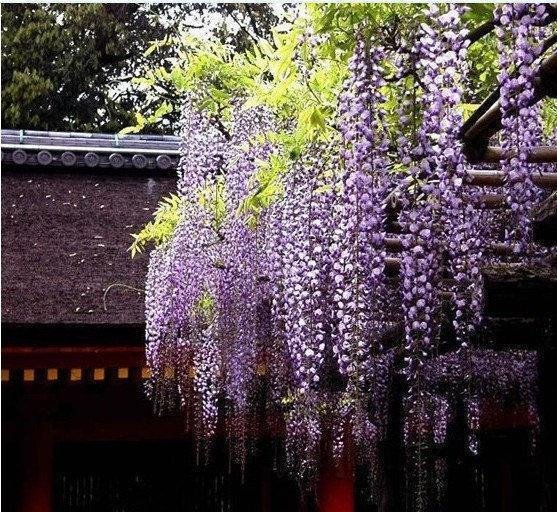 20 STÜCK LILA WISTERIA BLUMENSAMEN WISTERIA SINENSIS DIY HAUSGARTEN HOF PFLANZE