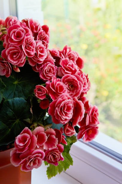 Pfirsich-Begonien-Blumensamen