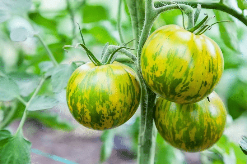 Grüne Zebra-Tomatensamen – offen bestäubt, gentechnikfrei, 20 Samen/Packung