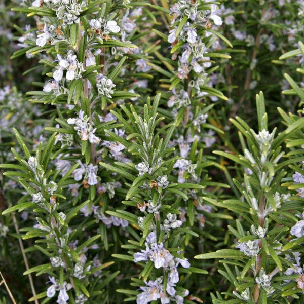 ROSEMARY HERB SEEDS: (Rosemarinus Officinalis) Perennial