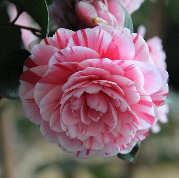 Samen der Camellia japonica
