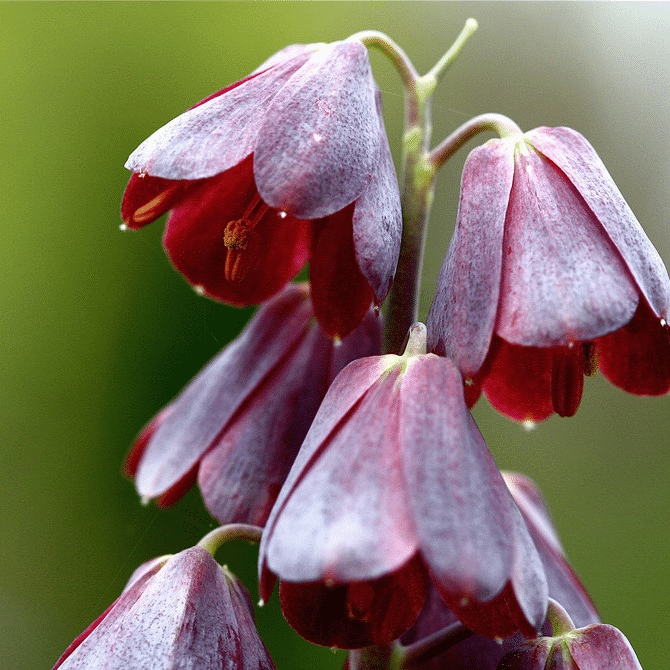 Mehrfarbige Fritillaria-Samen, 100 Stück/Packung