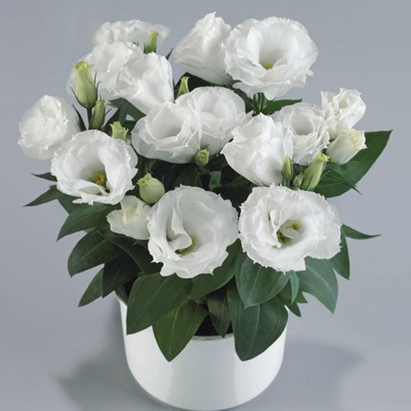 Mehrfarbige Eustoma-Samen