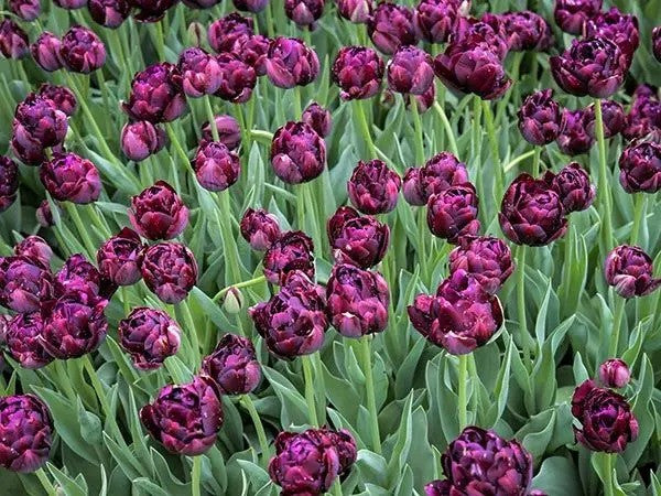 SCHWARZE HERO-TULPE 50 SAMEN