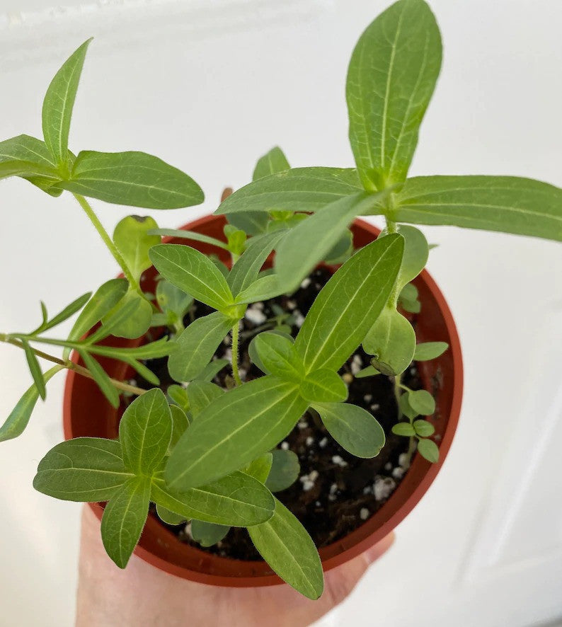 50 Samen schöne Riesen-Lachs-Rosen-Zinnien-Samen