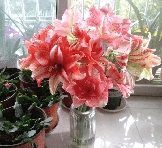 50 Partikel Hippeastrum rutilum Samen Bonsai Hausgarten Balkonpflanzen