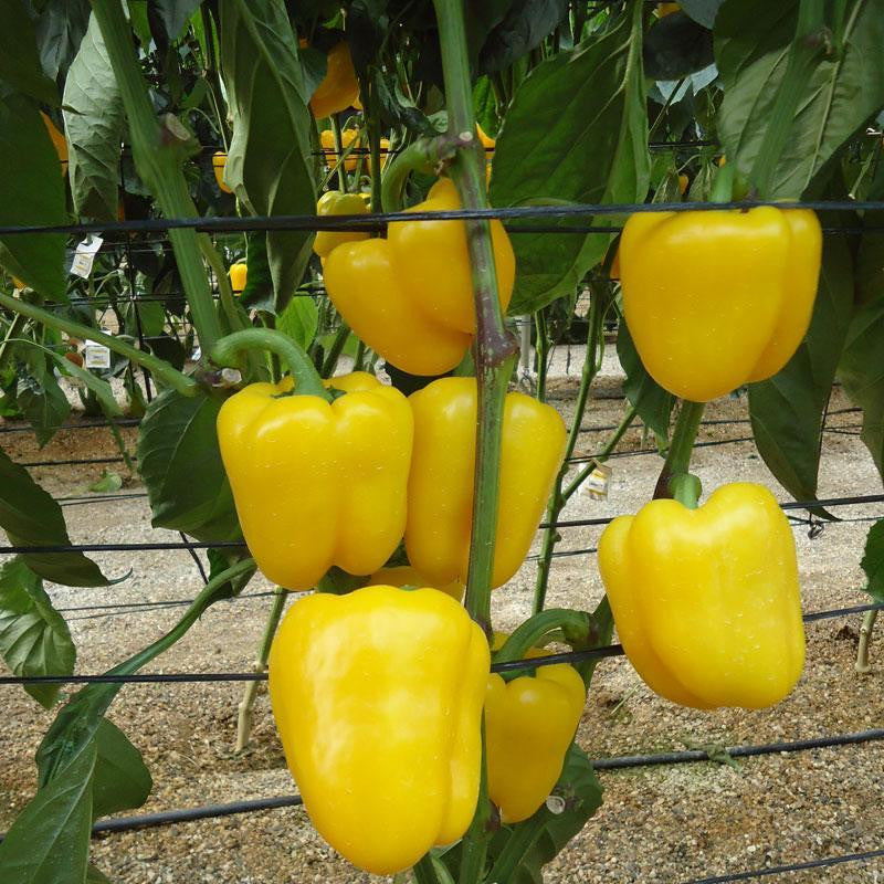 Pepper Deniro F1 Organic
