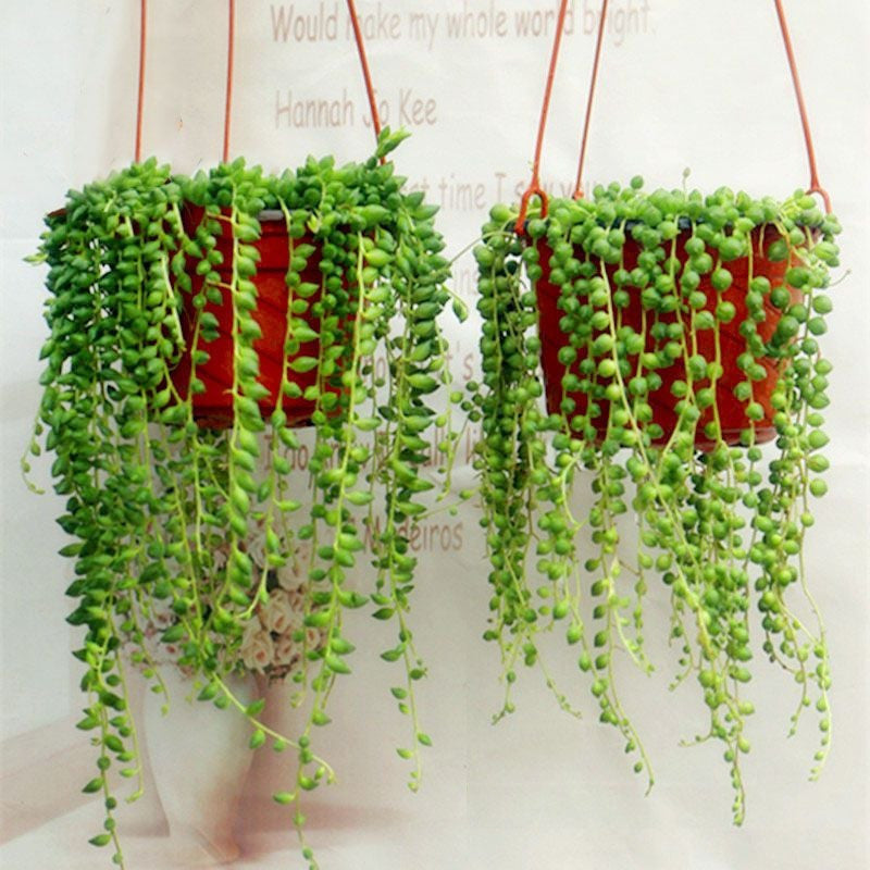 Perlen-Chlorophytum-Samen