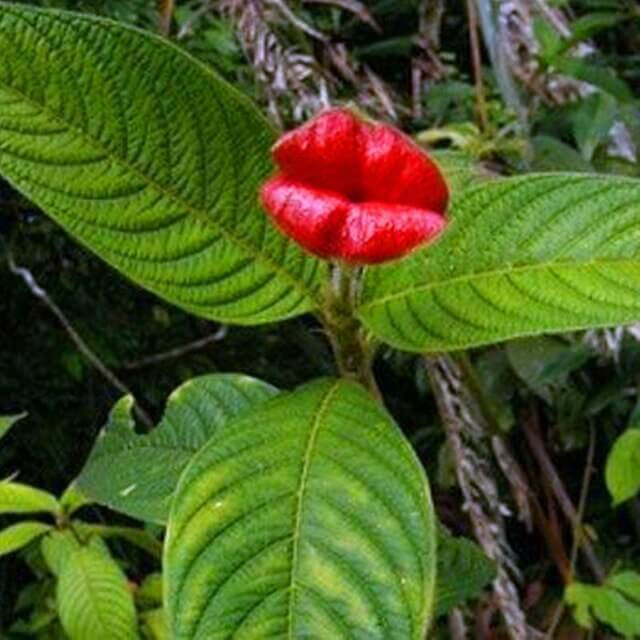 Psychotria Elata-Samen, Red Hot Lips-Blumensamen, 100 Stück/Packung