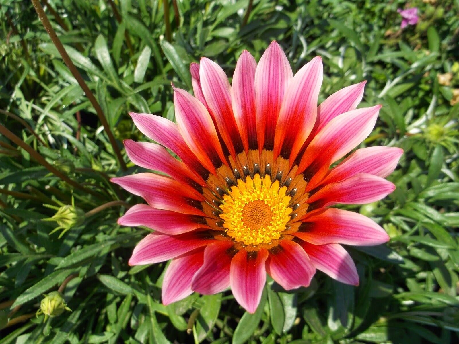Afrikanische Gänseblümchen - Gazania-Samen