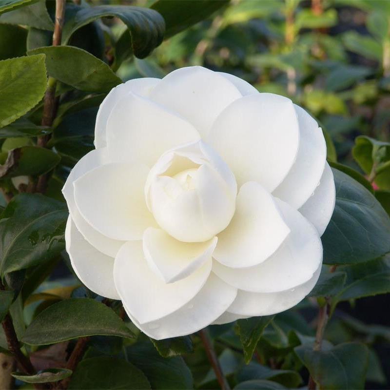 Samen der Camellia japonica