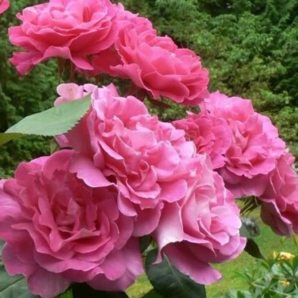 Pink Lady Rose Klettersamen