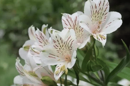 Alstroemeria Aurea Blumensamen