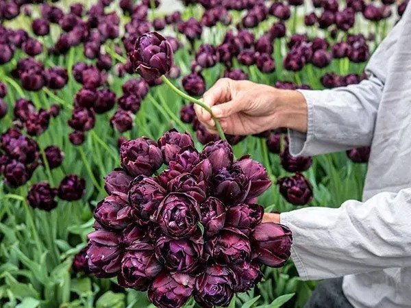 SCHWARZE HERO-TULPE 50 SAMEN