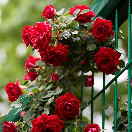 50 Stück/Beutel Rote Kletterrosensamen