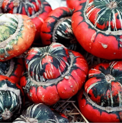 Rare and exotic pumpkin seeds