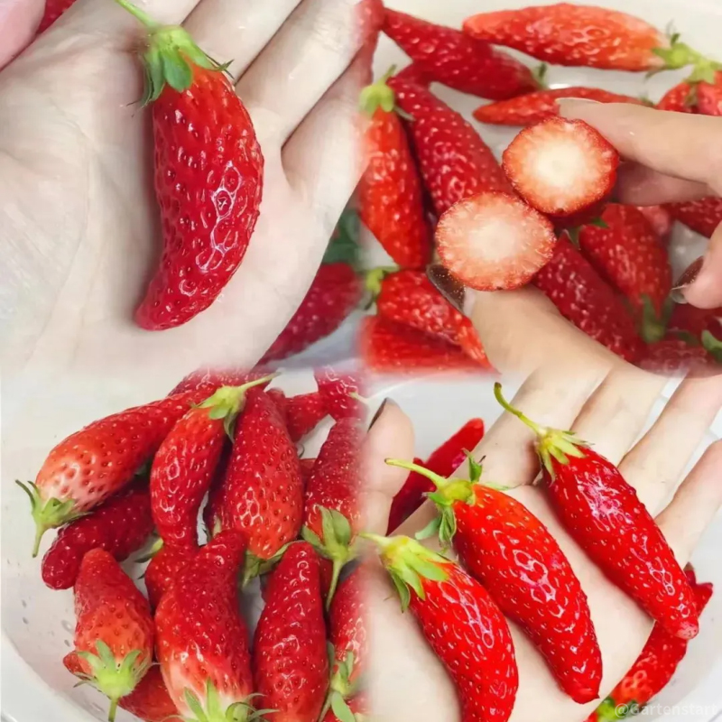 🍓Creme-Riesen-Erdbeersamen – Verschiedene Formen und natürliche Säfte🥤