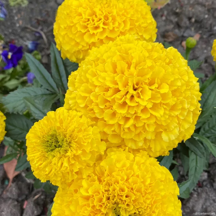 🔥Ringelblume🌺 - Allmächtige Blume - Beste Wünsche