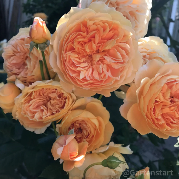 🌹KLETTERROSE – DAS GLÜCK STEIGT