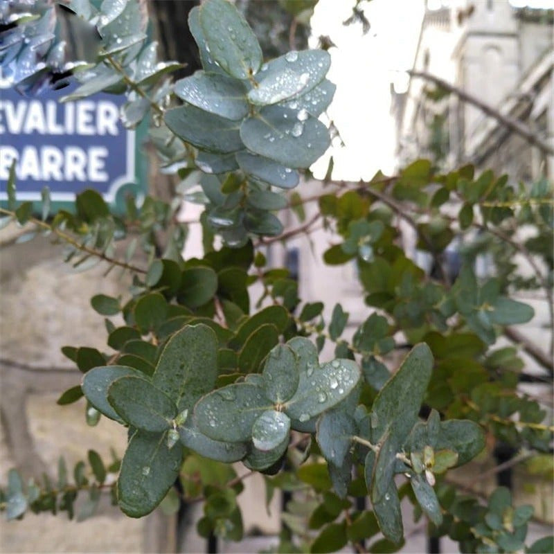 Egrow 50 Stück/Packung Eukalyptussamen Silberdollarbaum Eukalyptus Cinerea