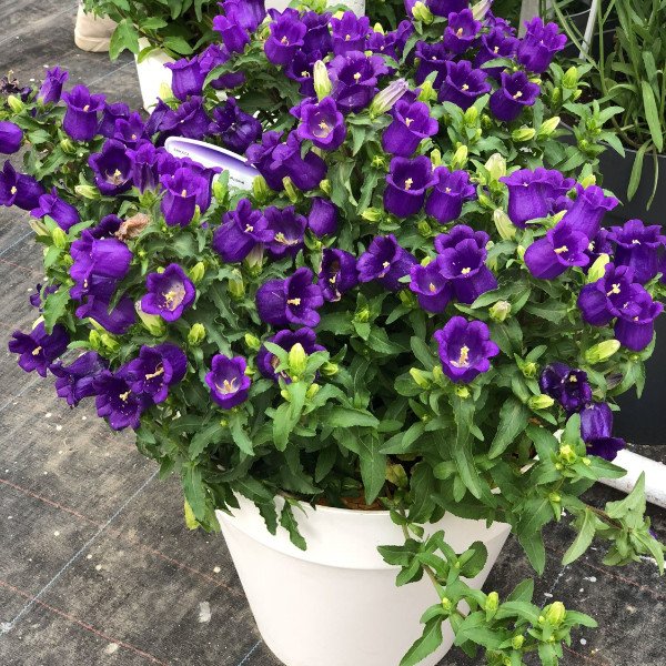 LEBHAFTE UND SCHÖNE GLOCKENSTRÄNGE, 100 SAMEN